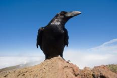 Common Raven (Corvus Corax) Perched on Rock, La Caldera De Taburiente Np, La Palma, Canary Islands-Relanzón-Framed Premier Image Canvas