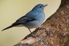 Teide's Blue Chaffinch (Fringilla Teydea) on Tree, Teide Np, Tenerife, Canary Islands, Spain, May-Relanzón-Mounted Photographic Print