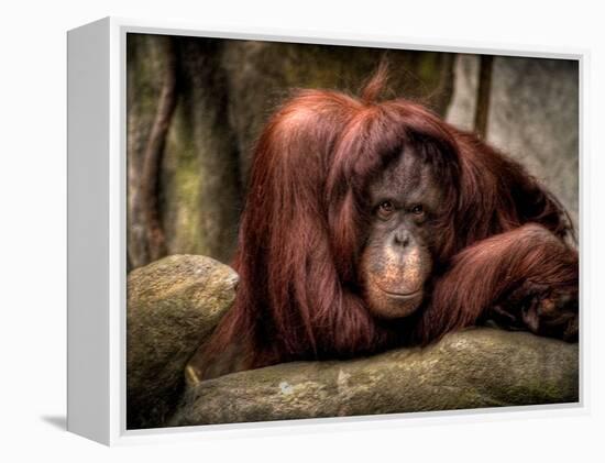 Relax-Stephen Arens-Framed Premier Image Canvas