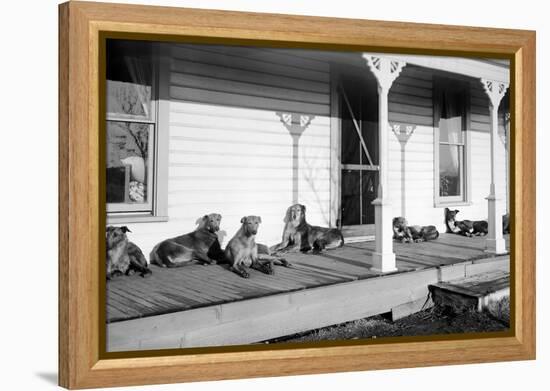 Relaxed Dogs Lounge on a Farmhouse Porch, Ca. 1905-null-Framed Premier Image Canvas