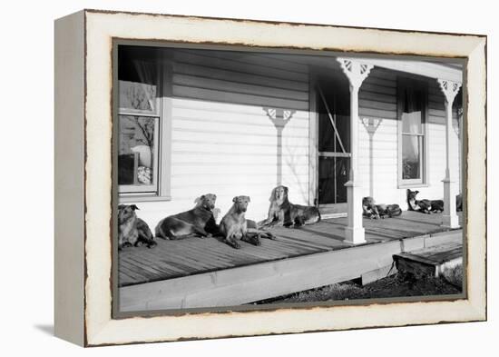 Relaxed Dogs Lounge on a Farmhouse Porch, Ca. 1905-null-Framed Premier Image Canvas