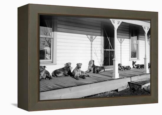Relaxed Dogs Lounge on a Farmhouse Porch, Ca. 1905-null-Framed Premier Image Canvas