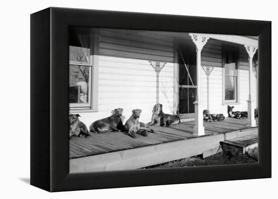 Relaxed Dogs Lounge on a Farmhouse Porch, Ca. 1905-null-Framed Premier Image Canvas