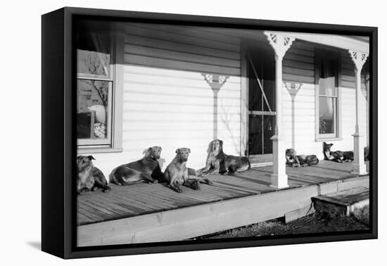 Relaxed Dogs Lounge on a Farmhouse Porch, Ca. 1905-null-Framed Premier Image Canvas