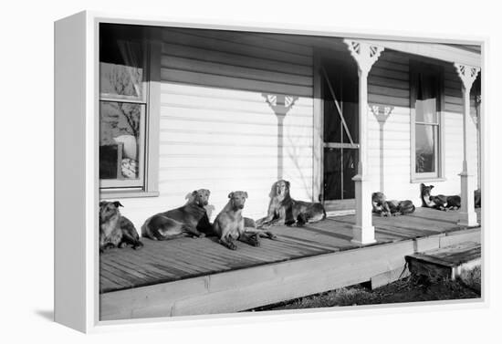 Relaxed Dogs Lounge on a Farmhouse Porch, Ca. 1905-null-Framed Premier Image Canvas