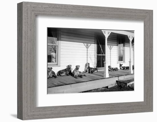 Relaxed Dogs Lounge on a Farmhouse Porch, Ca. 1905-null-Framed Photographic Print