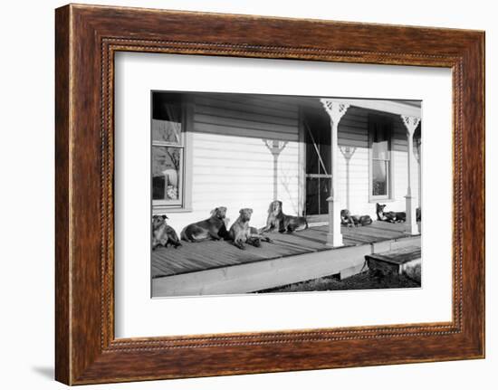 Relaxed Dogs Lounge on a Farmhouse Porch, Ca. 1905-null-Framed Photographic Print