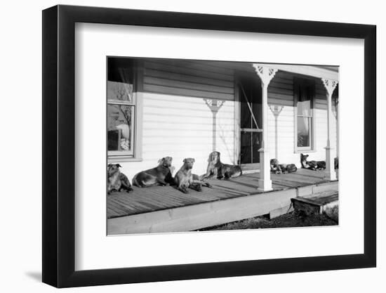Relaxed Dogs Lounge on a Farmhouse Porch, Ca. 1905-null-Framed Photographic Print