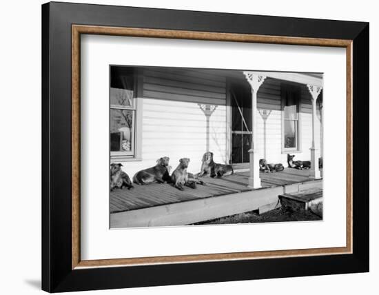 Relaxed Dogs Lounge on a Farmhouse Porch, Ca. 1905-null-Framed Photographic Print