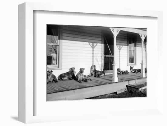 Relaxed Dogs Lounge on a Farmhouse Porch, Ca. 1905-null-Framed Photographic Print