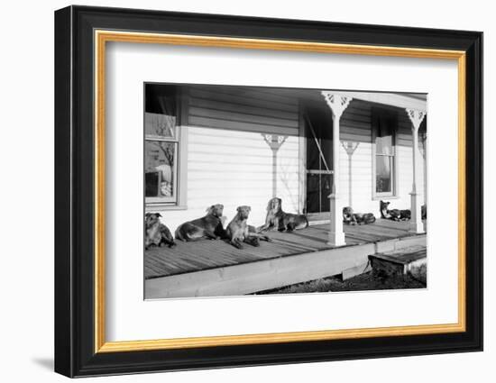 Relaxed Dogs Lounge on a Farmhouse Porch, Ca. 1905-null-Framed Photographic Print