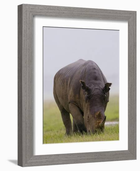 Relentless-Susann Parker-Framed Photographic Print