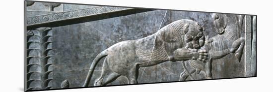 Relief of a bull being attacked by a lion, the Apadana, Persepolis, Iran-Vivienne Sharp-Mounted Photographic Print