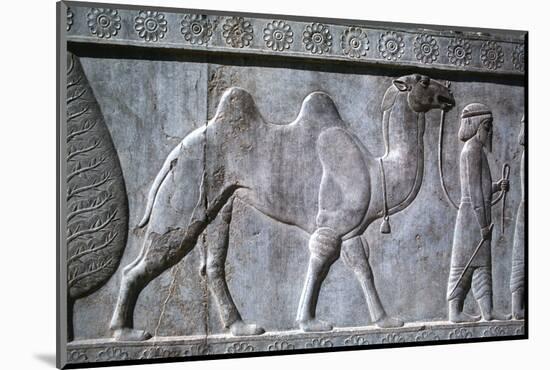 Relief of Parthians, the Apadana, Persepolis, Iran-Vivienne Sharp-Mounted Photographic Print
