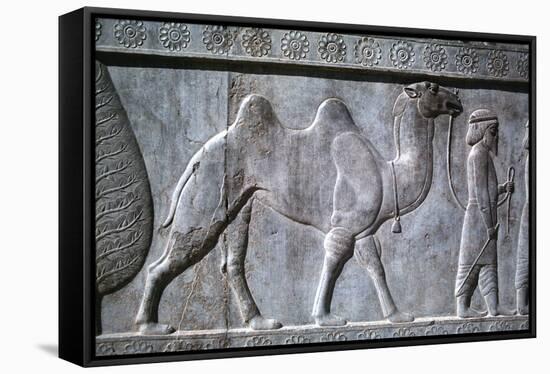 Relief of Parthians, the Apadana, Persepolis, Iran-Vivienne Sharp-Framed Stretched Canvas