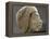 Relief ouline profile of a Nubian face, Ancient Egyptian-Werner Forman-Framed Premier Image Canvas