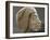Relief ouline profile of a Nubian face, Ancient Egyptian-Werner Forman-Framed Photographic Print
