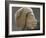 Relief ouline profile of a Nubian face, Ancient Egyptian-Werner Forman-Framed Photographic Print