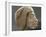 Relief ouline profile of a Nubian face, Ancient Egyptian-Werner Forman-Framed Photographic Print