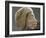 Relief ouline profile of a Nubian face, Ancient Egyptian-Werner Forman-Framed Photographic Print