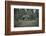 Remains of a bunker at a mountain in a wood in winter in Alsace-Axel Killian-Framed Photographic Print