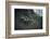 Remains of a bunker on mountain in a wood in winter in Alsace-Axel Killian-Framed Photographic Print