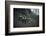 Remains of a bunker on mountain in a wood in winter in Alsace-Axel Killian-Framed Photographic Print