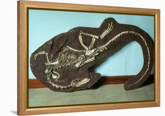 Remains of Coelophyis Sp-Sinclair Stammers-Framed Premier Image Canvas