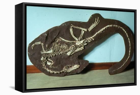 Remains of Coelophyis Sp-Sinclair Stammers-Framed Premier Image Canvas
