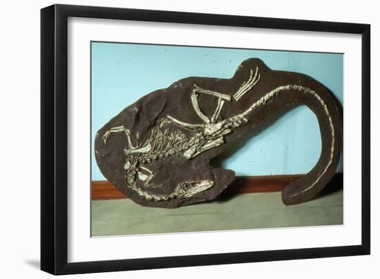 Remains of Coelophyis Sp-Sinclair Stammers-Framed Photographic Print