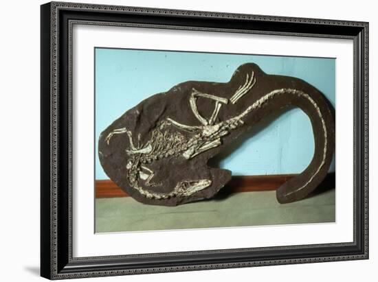 Remains of Coelophyis Sp-Sinclair Stammers-Framed Photographic Print
