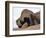 Remarkable Rocks formation in Flinders Chase National Park-Paul Souders-Framed Photographic Print