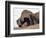 Remarkable Rocks formation in Flinders Chase National Park-Paul Souders-Framed Photographic Print