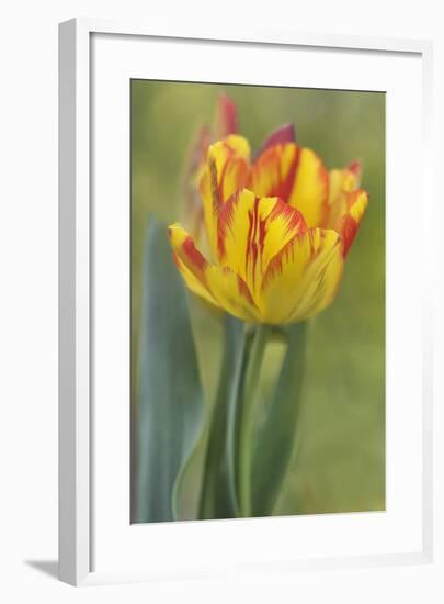 Rembrandt Tulip-Cora Niele-Framed Photographic Print