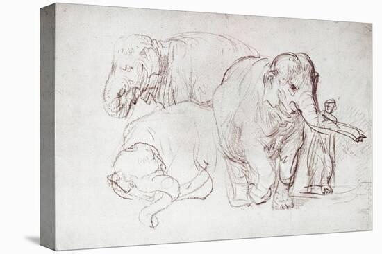 Stretched Canvas Print, , large