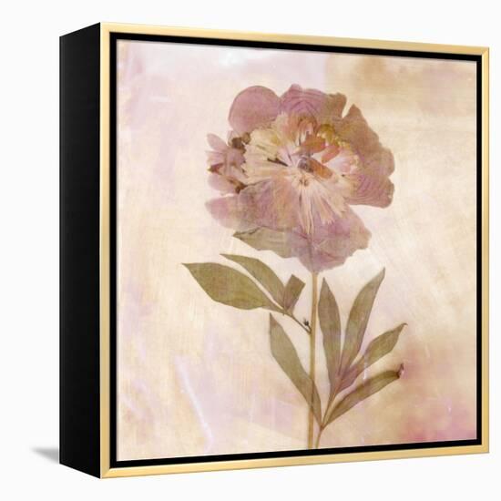 Remembered Flowers II-Judy Stalus-Framed Premier Image Canvas