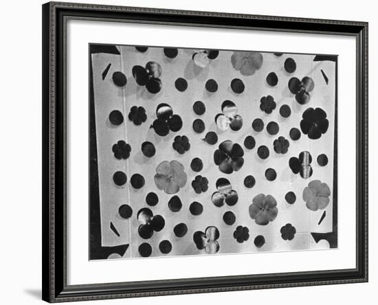 Remembrance Poppies-null-Framed Photographic Print