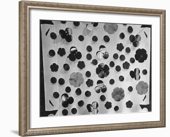 Remembrance Poppies-null-Framed Photographic Print