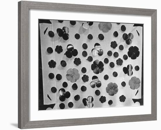 Remembrance Poppies-null-Framed Photographic Print