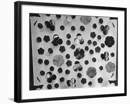 Remembrance Poppies-null-Framed Photographic Print