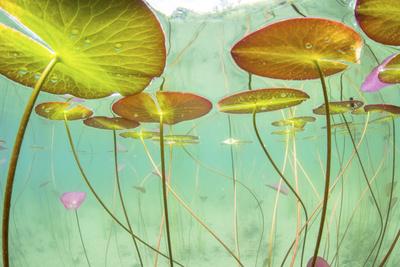 'Underwater view of Waterlilies (Nymphaea alba) in a lake. Alps, Ain ...
