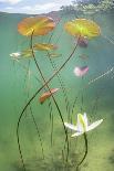 Waterlily flower which has opened underwater in a lake. Alps, Ain, France-Remi Masson-Photographic Print