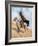 Remington: Signal, c1896-Frederic Sackrider Remington-Framed Giclee Print