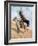 Remington: Signal, c1896-Frederic Sackrider Remington-Framed Giclee Print