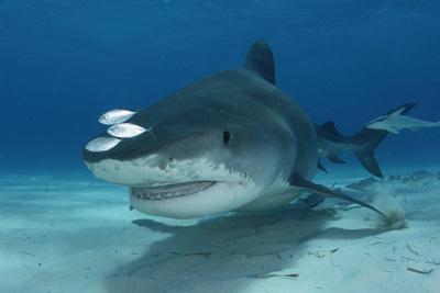 Remoras and Other Small Fish Swimming with a Tiger Shark, Galeocerdo  Cuvier' Photographic Print - Jeff Wildermuth | Art.com