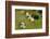 Remuera Golf Course, Auckland, North Island, New Zealand-David Wall-Framed Photographic Print