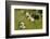 Remuera Golf Course, Auckland, North Island, New Zealand-David Wall-Framed Photographic Print