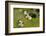 Remuera Golf Course, Auckland, North Island, New Zealand-David Wall-Framed Photographic Print