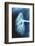 Renal Blood Vessels, X-ray-null-Framed Photographic Print