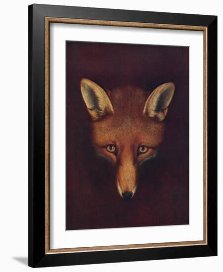 'Renard the Fox', c1800, (1922)-Philip Reinagle-Framed Giclee Print